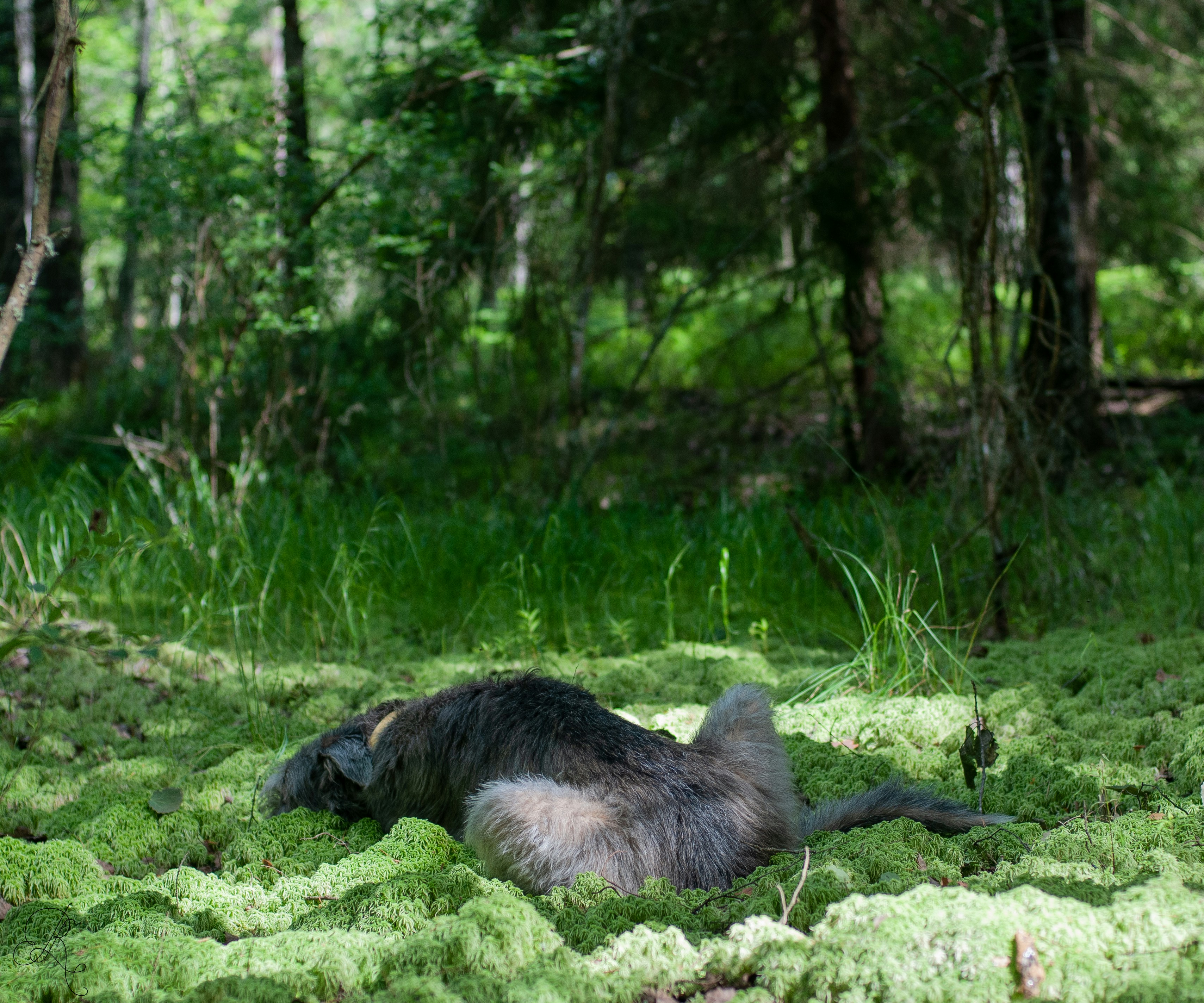 Basset Hound - The Laid-Back Detective (image credits: unsplash)