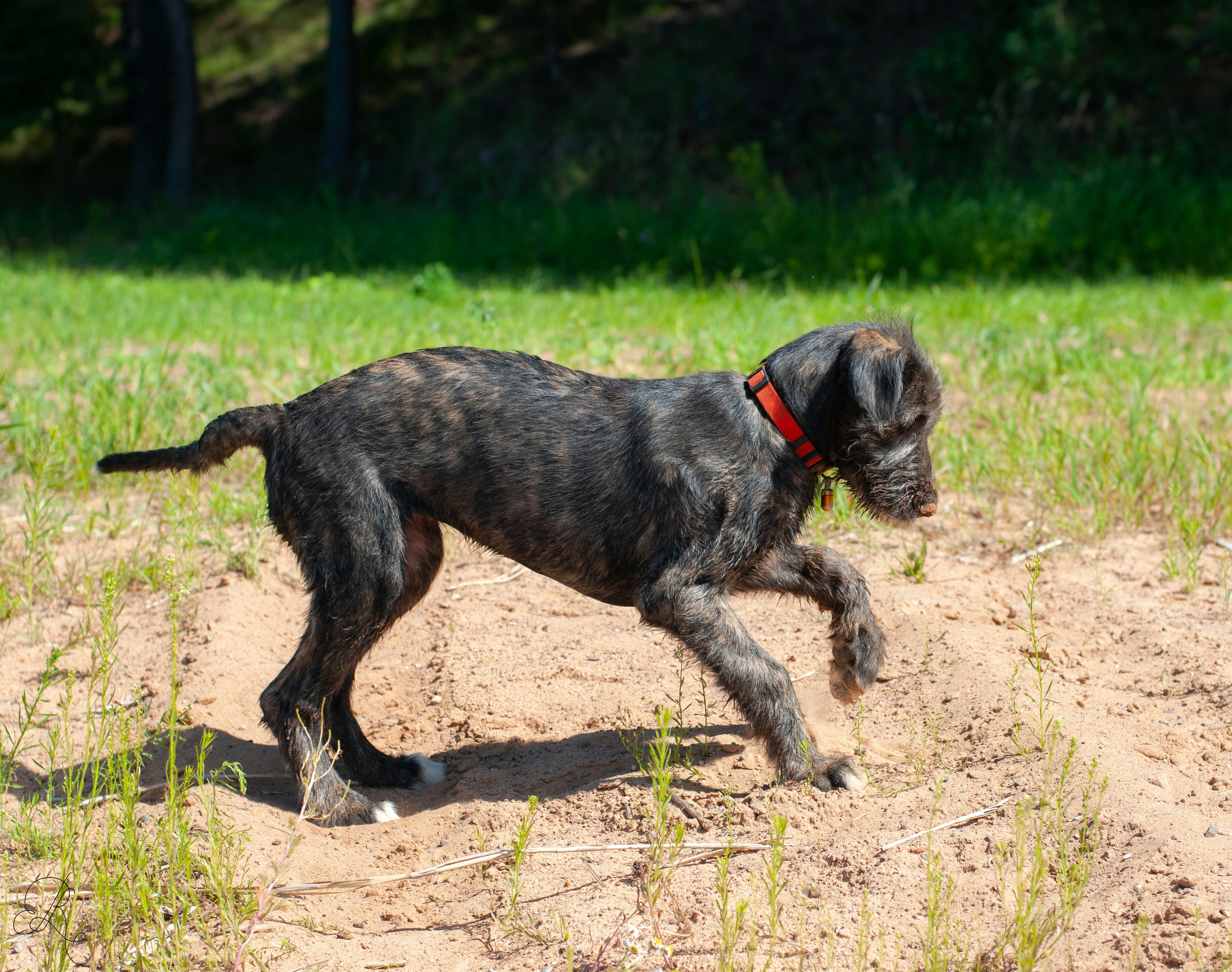 irish wolfhound puppies