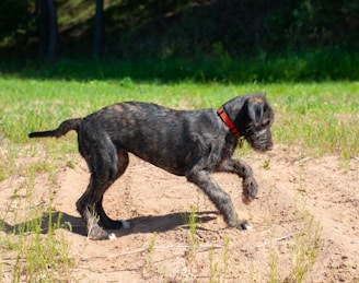 Irish Wolfhound