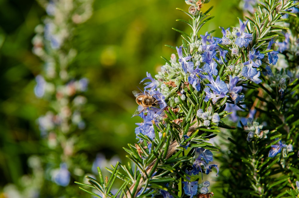 a bee on a flower