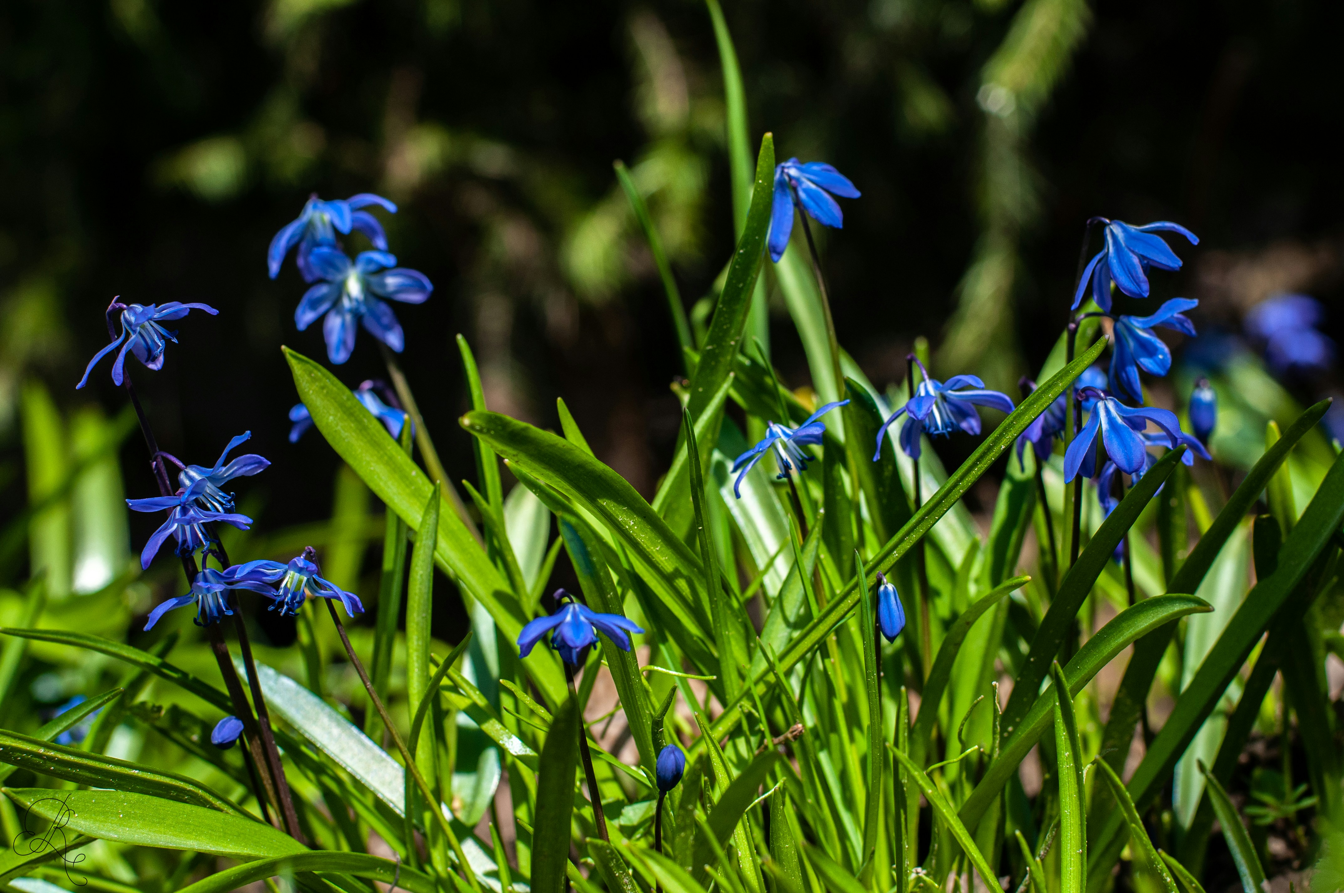 a group of blue flowers