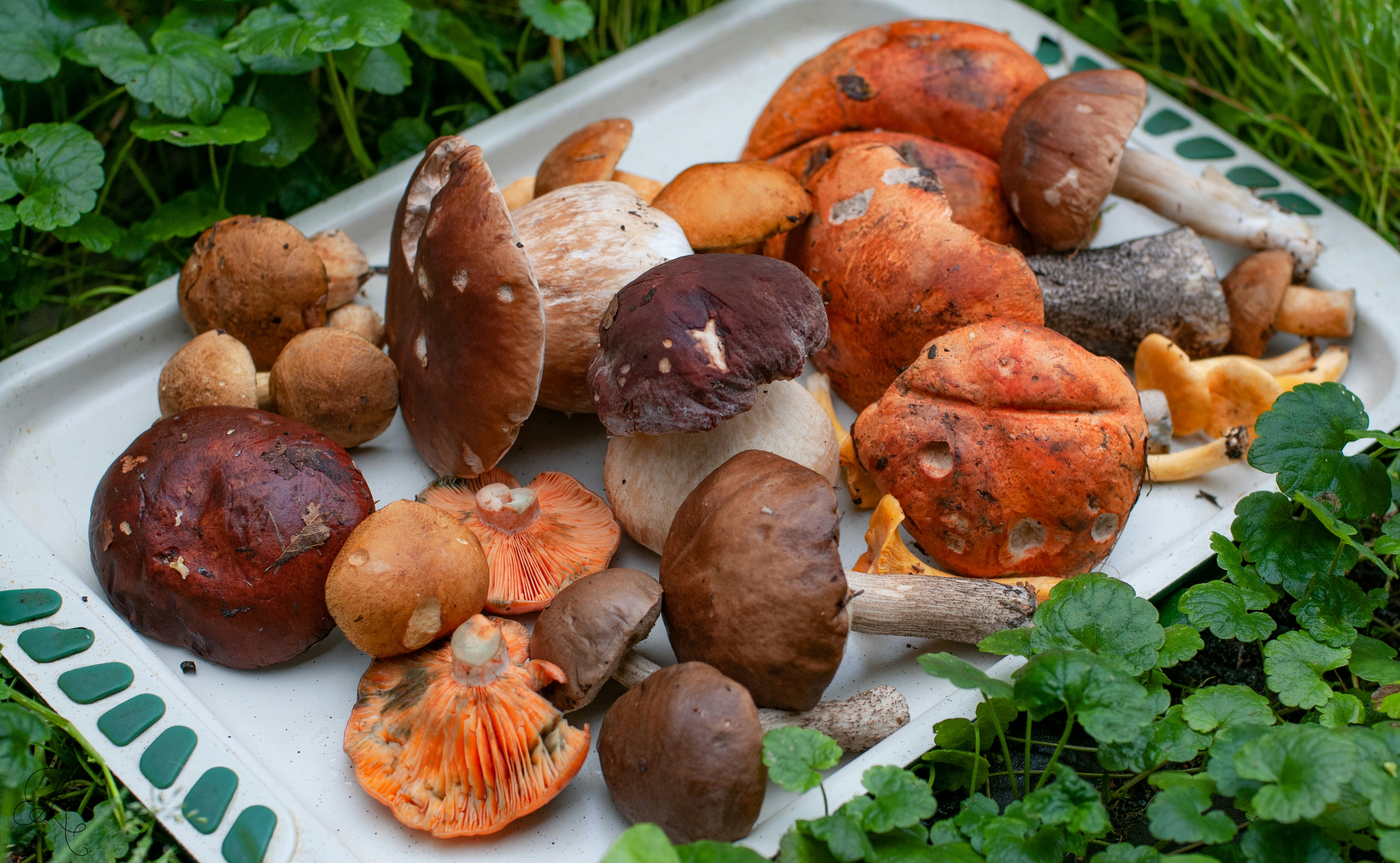 harvesting mushrooms