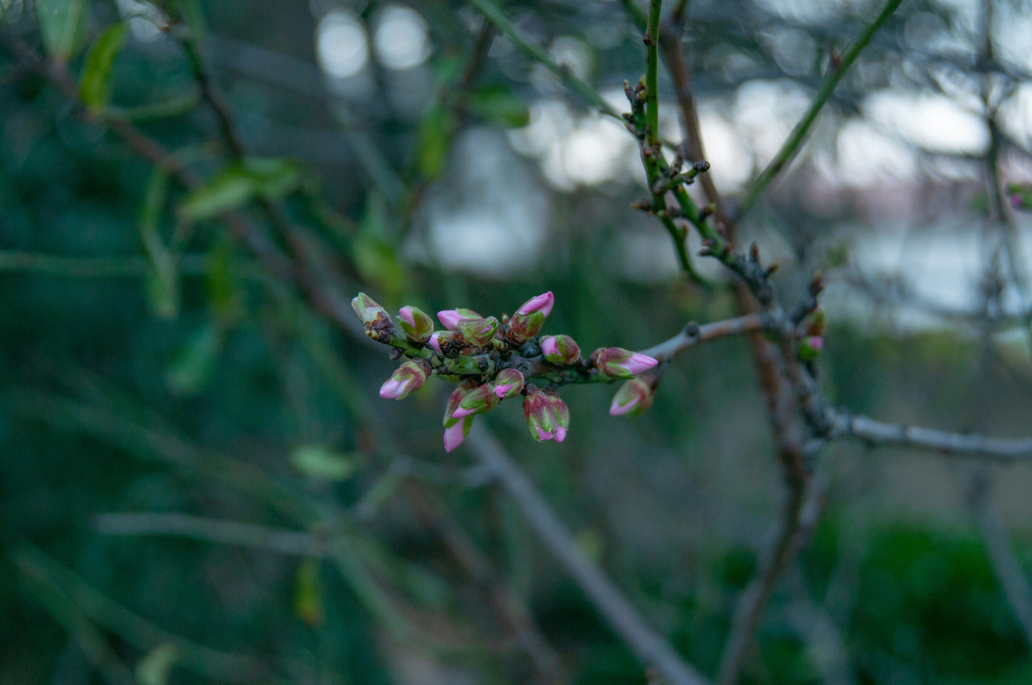 Photo by nataliaraylenegusakova
