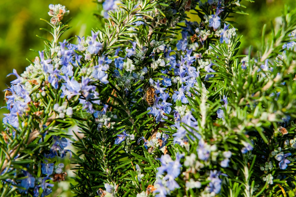 a bee on a flower