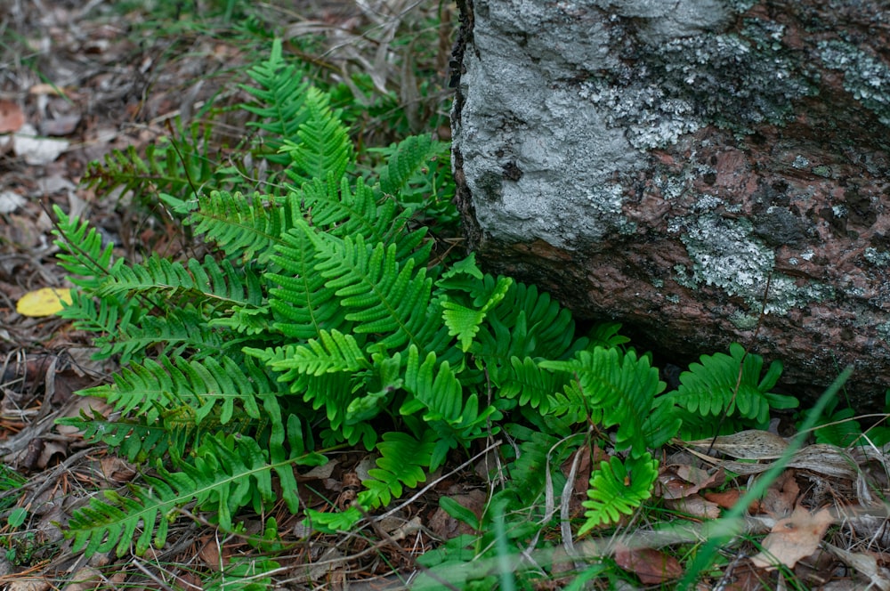 a close-up of some plants