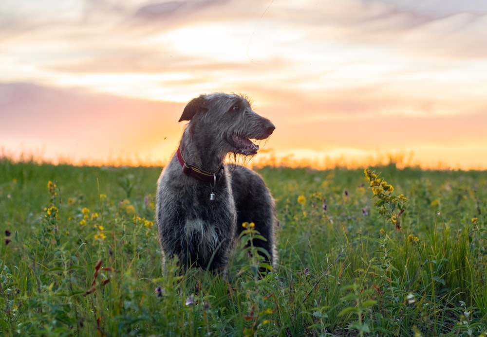 a dog sitting in a field