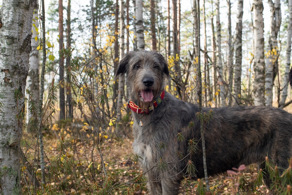 a dog standing in a forest