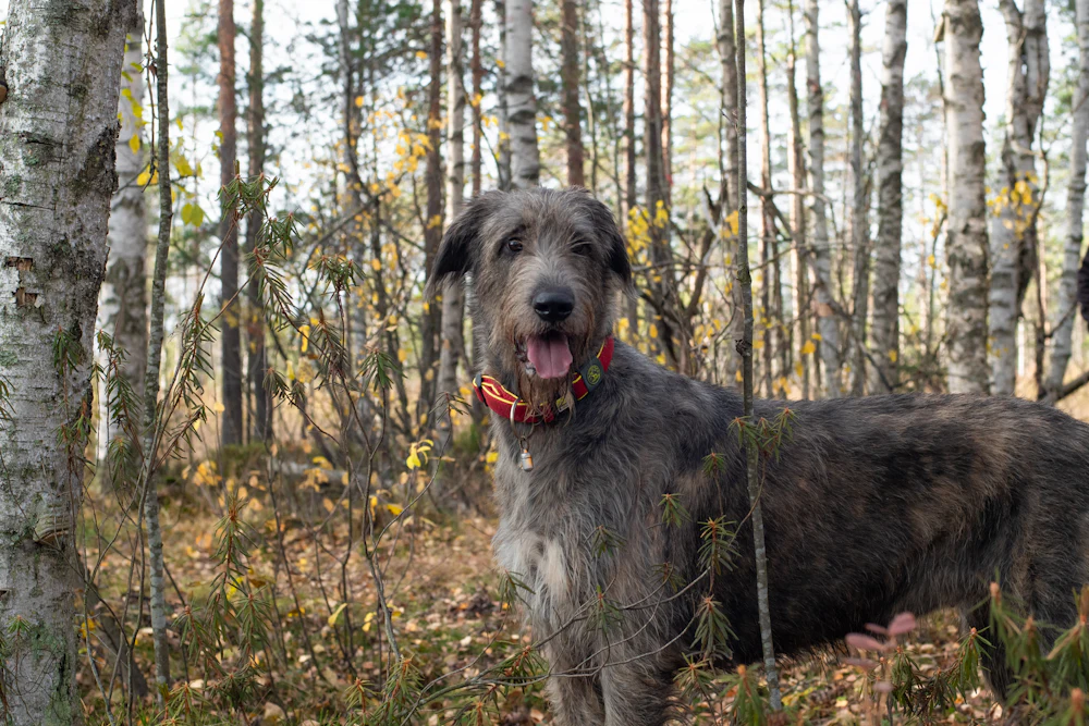 Irish Wolfhound, photo 1