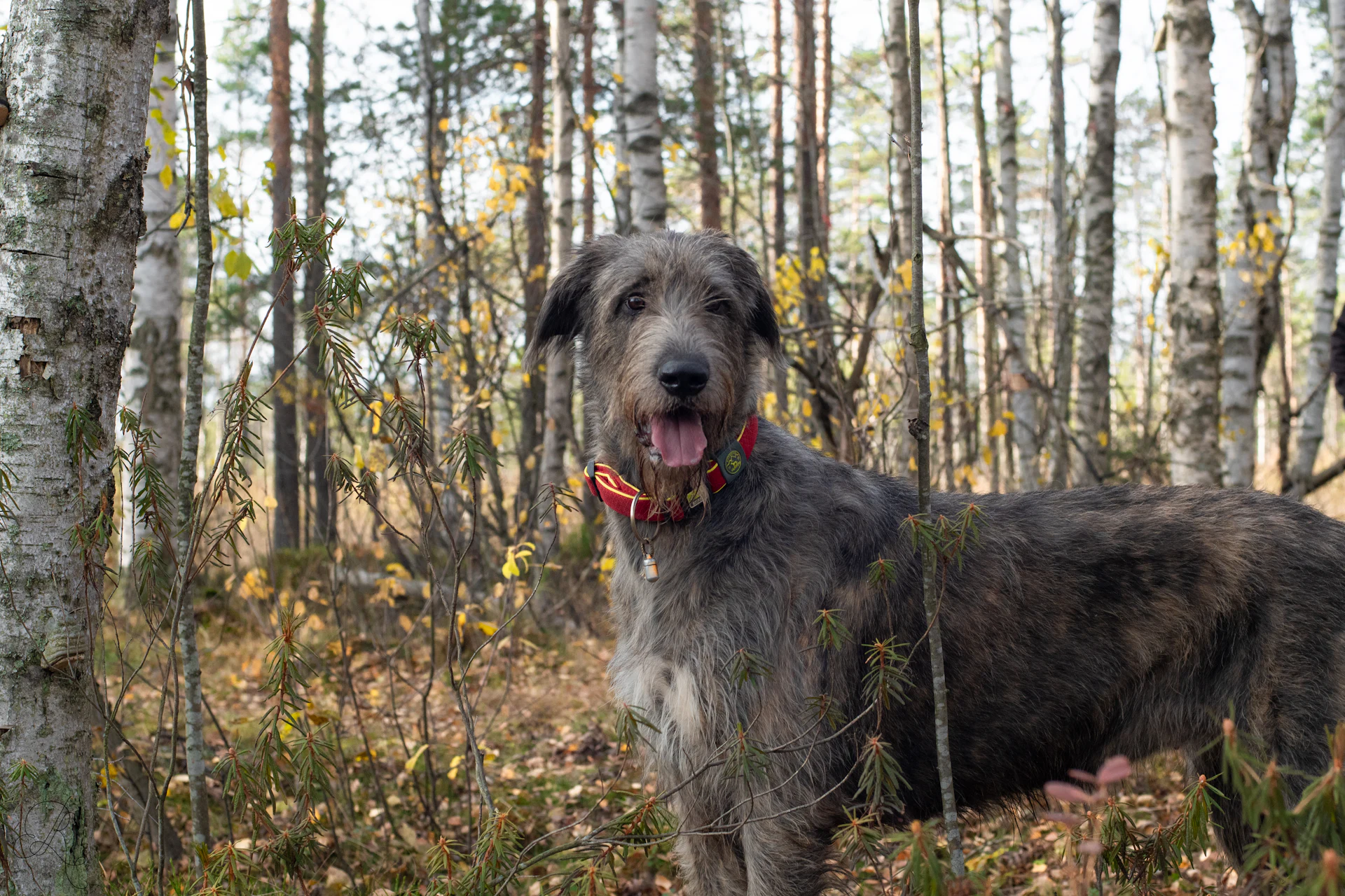 An Irish Wolfhound