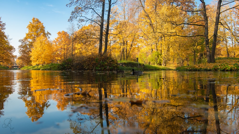 a body of water with trees around it