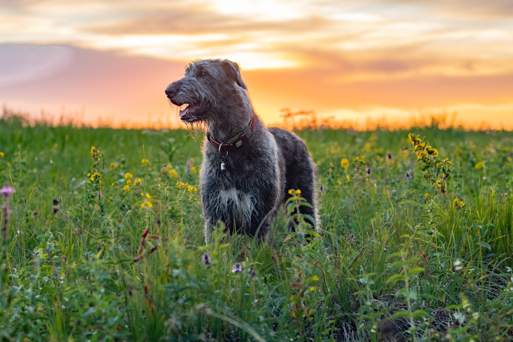 a dog sitting in a field