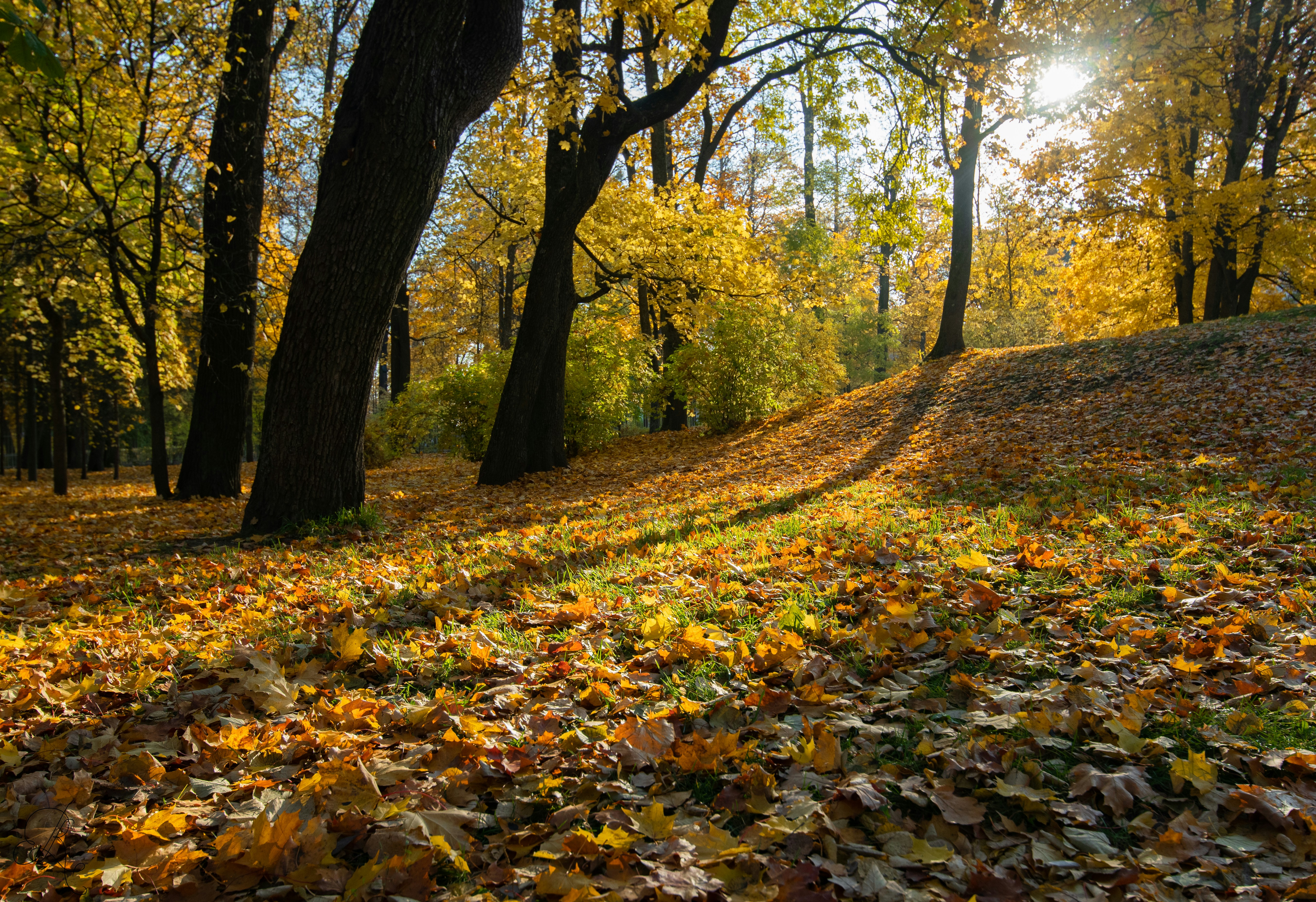 Photo by nataliaraylenegusakova