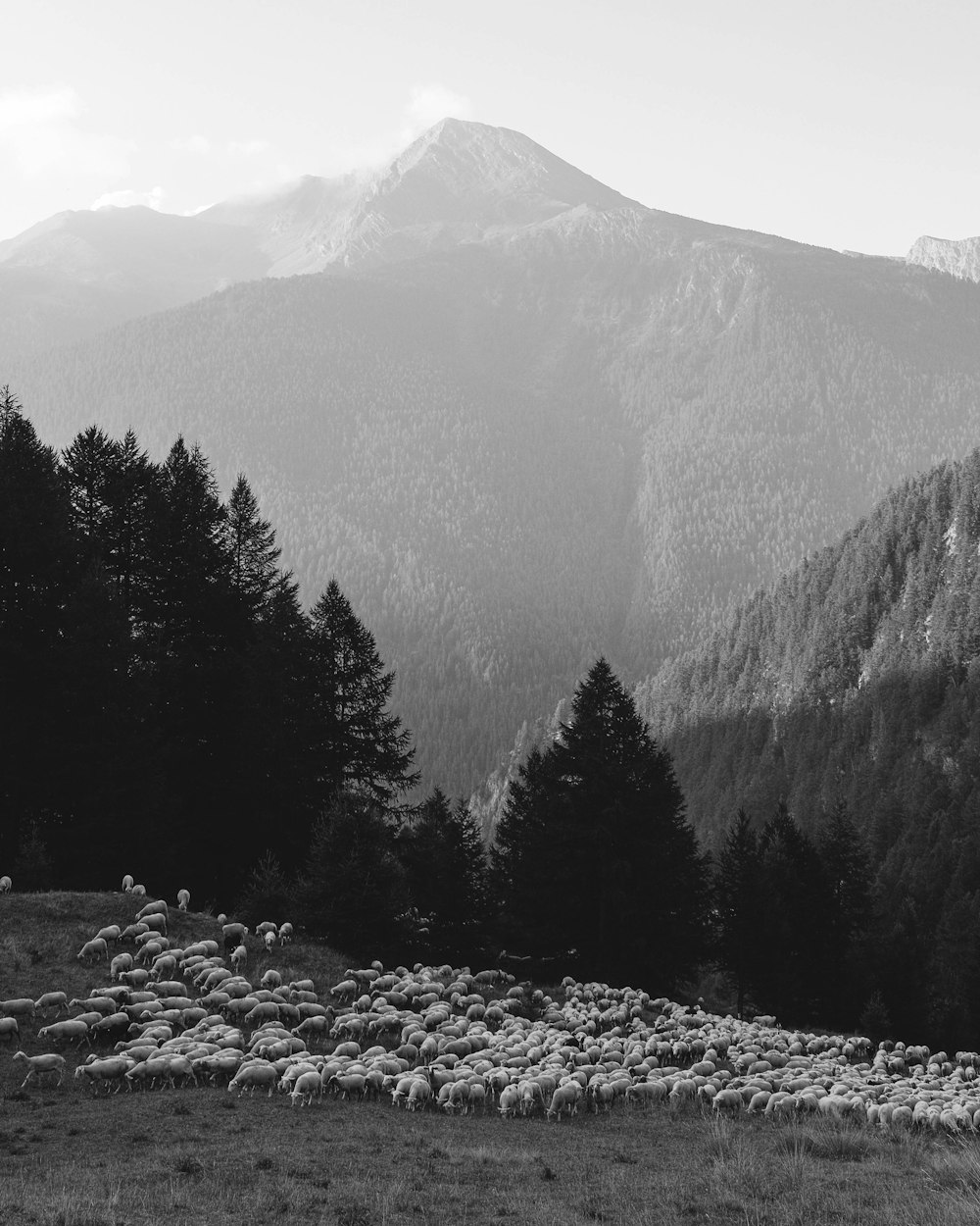 a mountain with trees and rocks