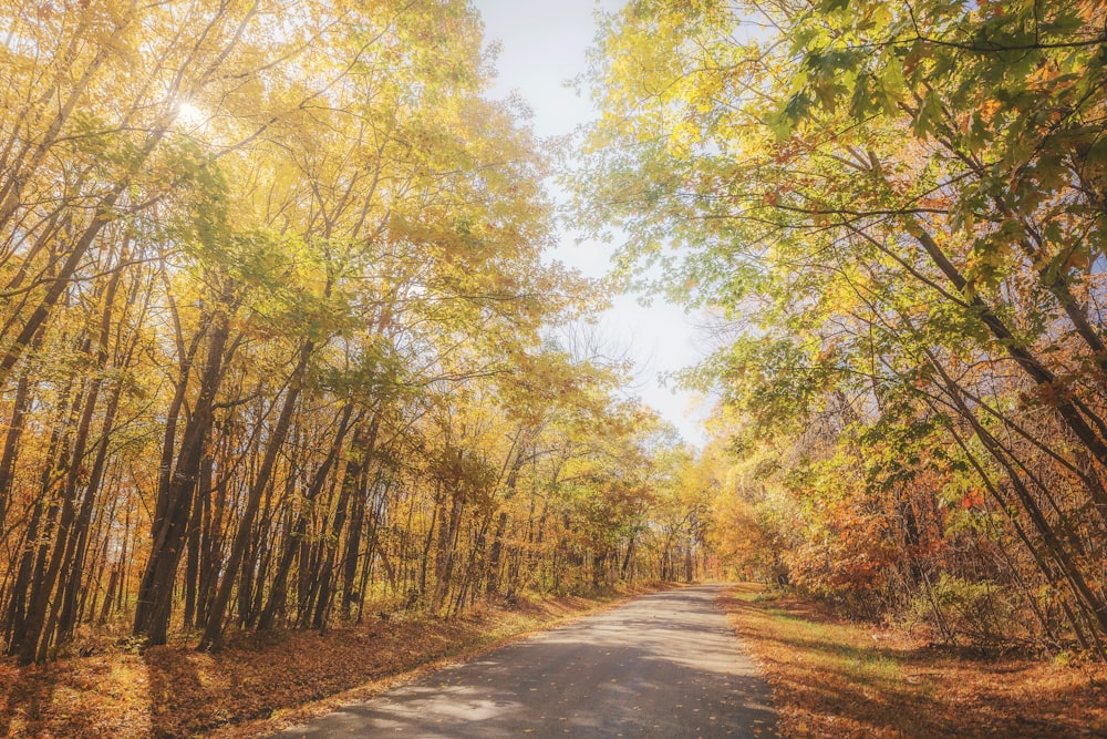 a road with trees on either side