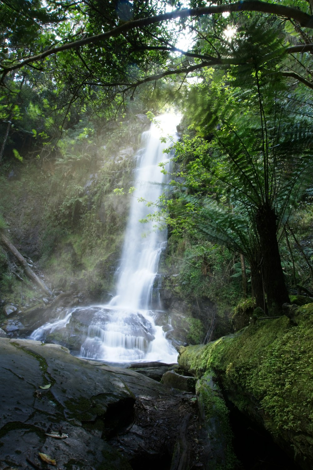 Une cascade dans une forêt