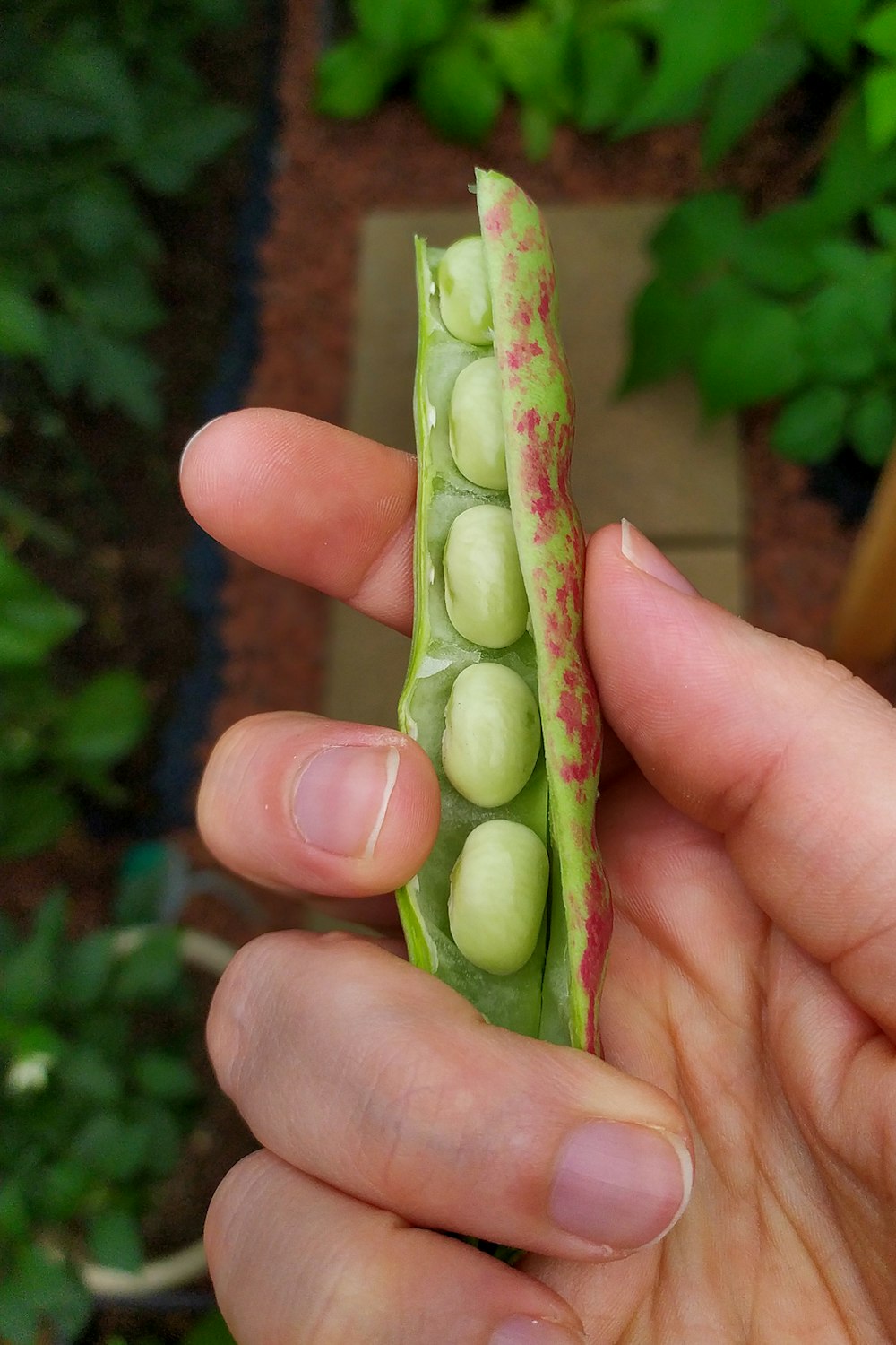 a hand holding a green plant