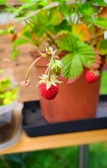 A small red strawberry is hanging from a plant with vibrant green leaves. The strawberry plant is potted in a brown container, situated on a wooden surface. The background shows a mix of other plants and greenery, with a soft focus.