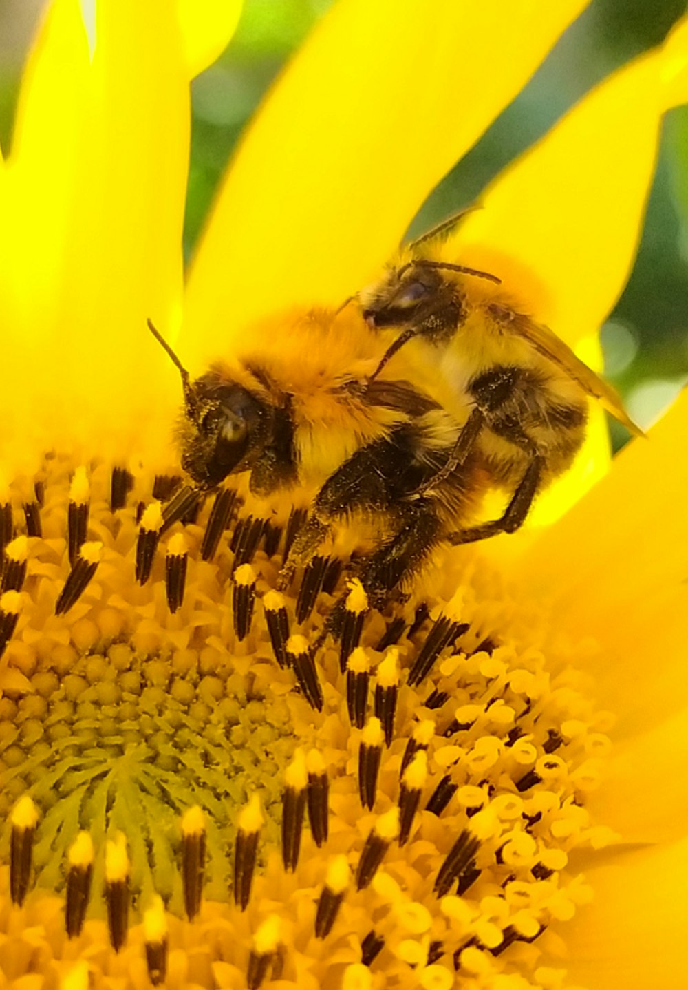 Una abeja en una flor