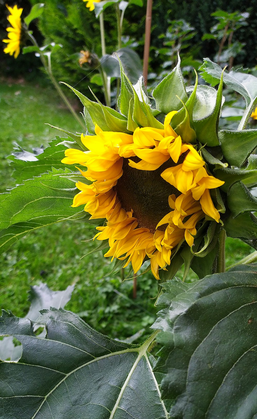 a yellow flower with green leaves