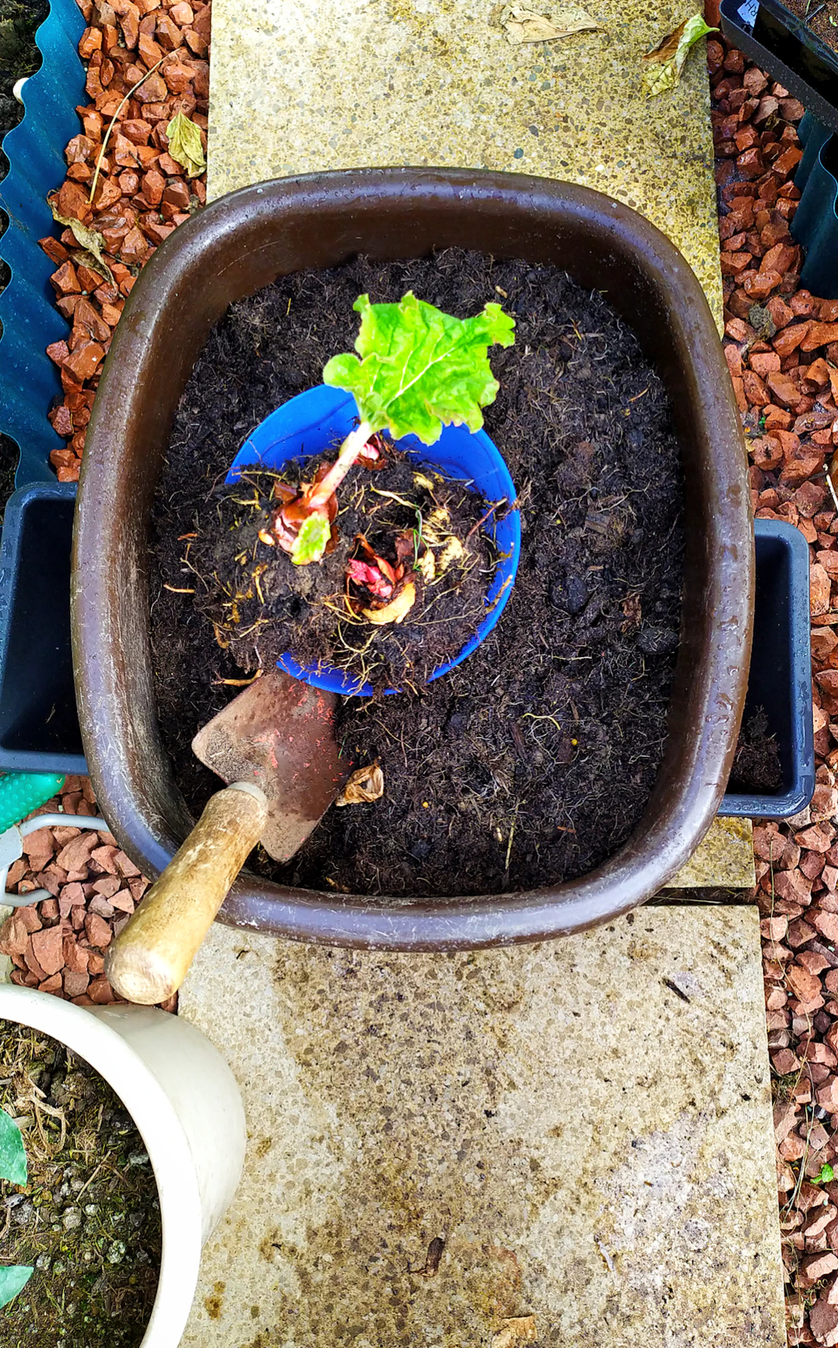 Hands gently lifting a houseplant out of its pot to inspect the root ball — the only reliable way to diagnose overwatering