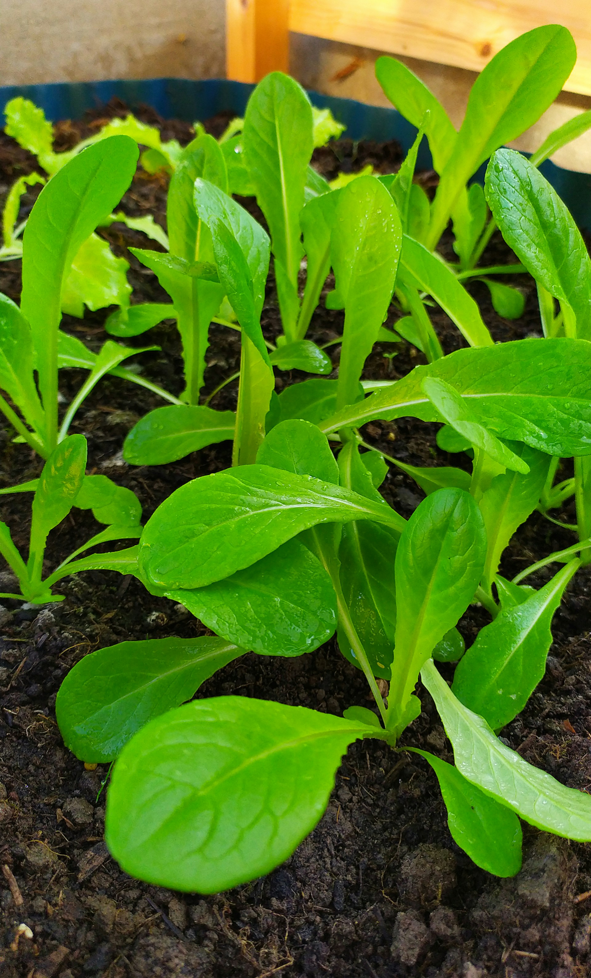 Tea Fertilizer Powder