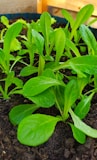 Fresh green vegetable garden thriving with the help of natural soil enhancers.