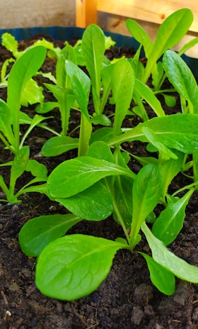Young green leaves sprout healthily from dark, rich soil, indicating growth and vitality. The garden setting is enhanced by natural light, highlighting the fresh, lush appearance of the foliage.