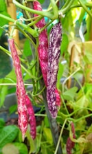 A vibrant image of mucuna pruriens beans in a tropical setting.