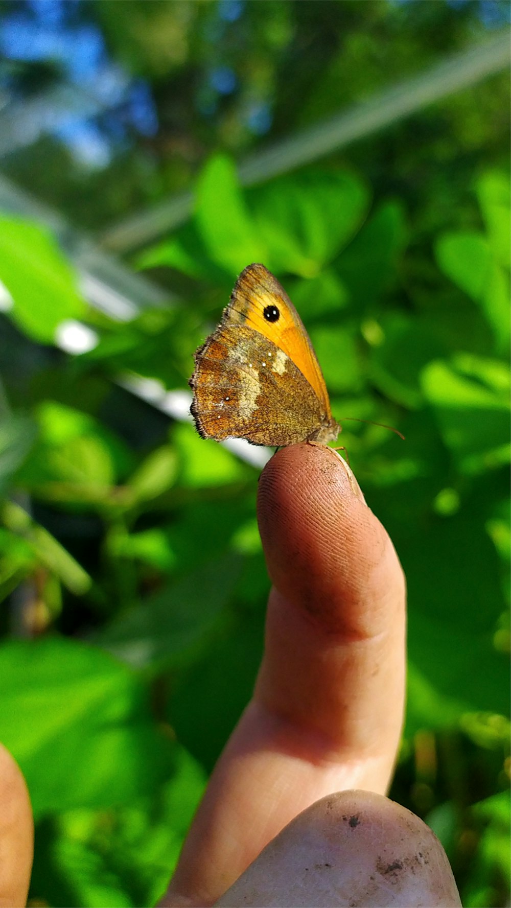 a butterfly on a finger