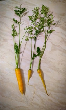 Three small and organic carrots with green leafy tops are placed on a light-colored, textured surface. The carrots vary in size and shape, showcasing a natural and imperfect appearance.