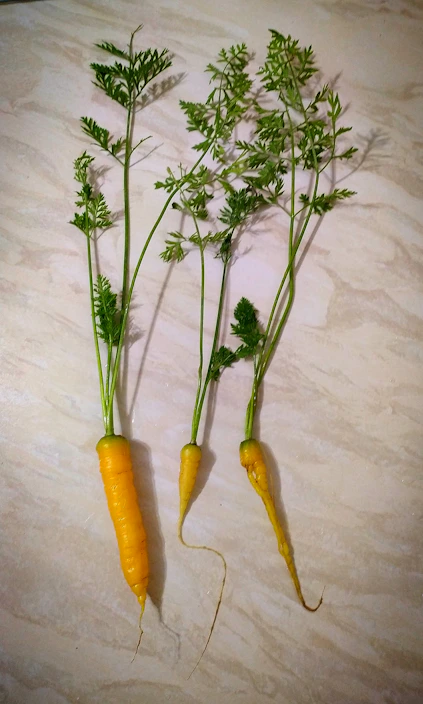 Close-up of a carrot and chontaduro fruit beside natural shampoo bottles on a wooden surface