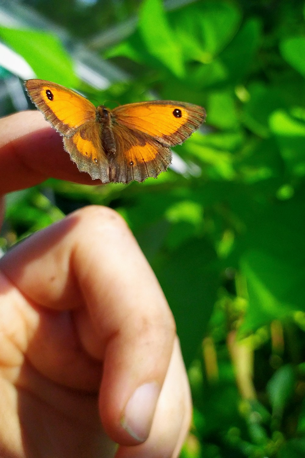 a person holding a butterfly