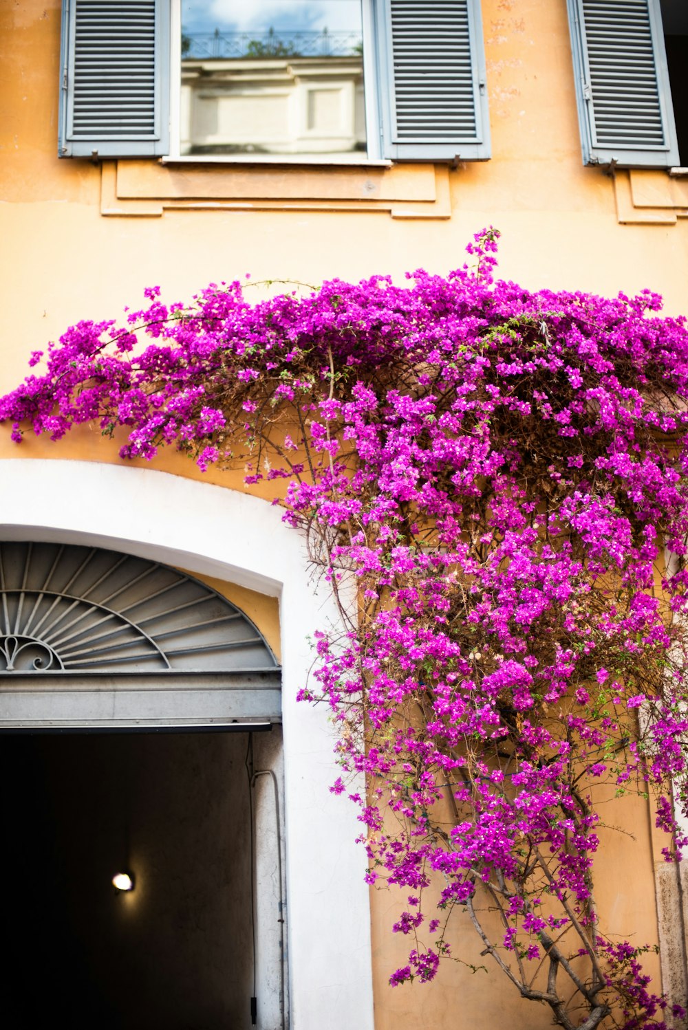 a tree with purple flowers in front of a building