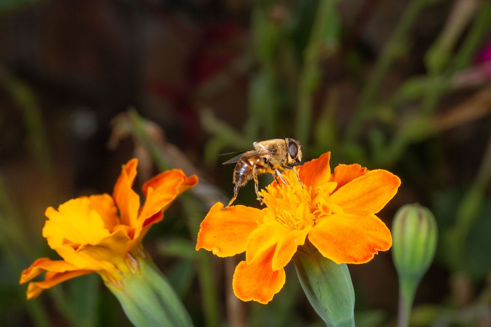 a bee on a flower