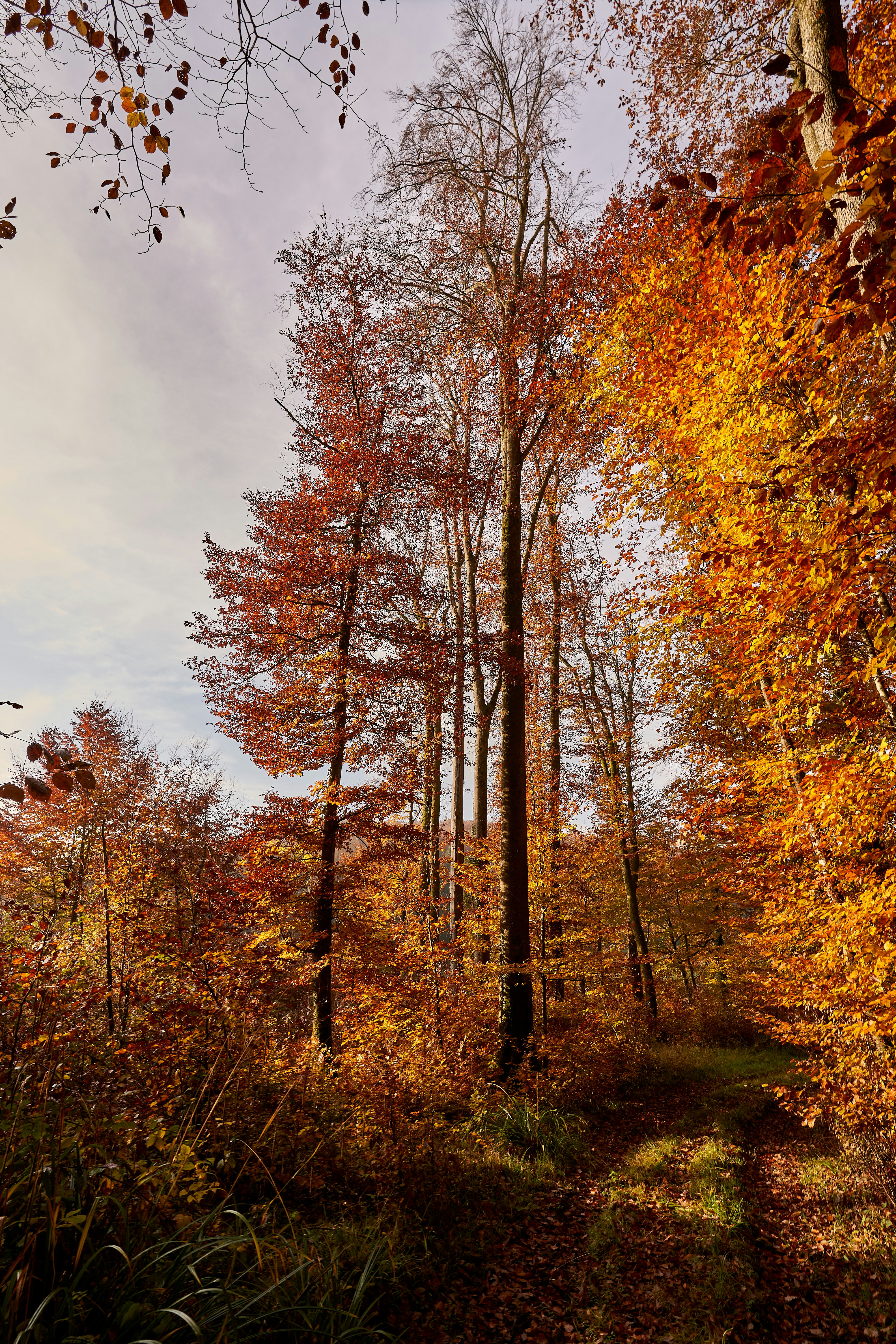 Photo by wolfgang_hasselmann