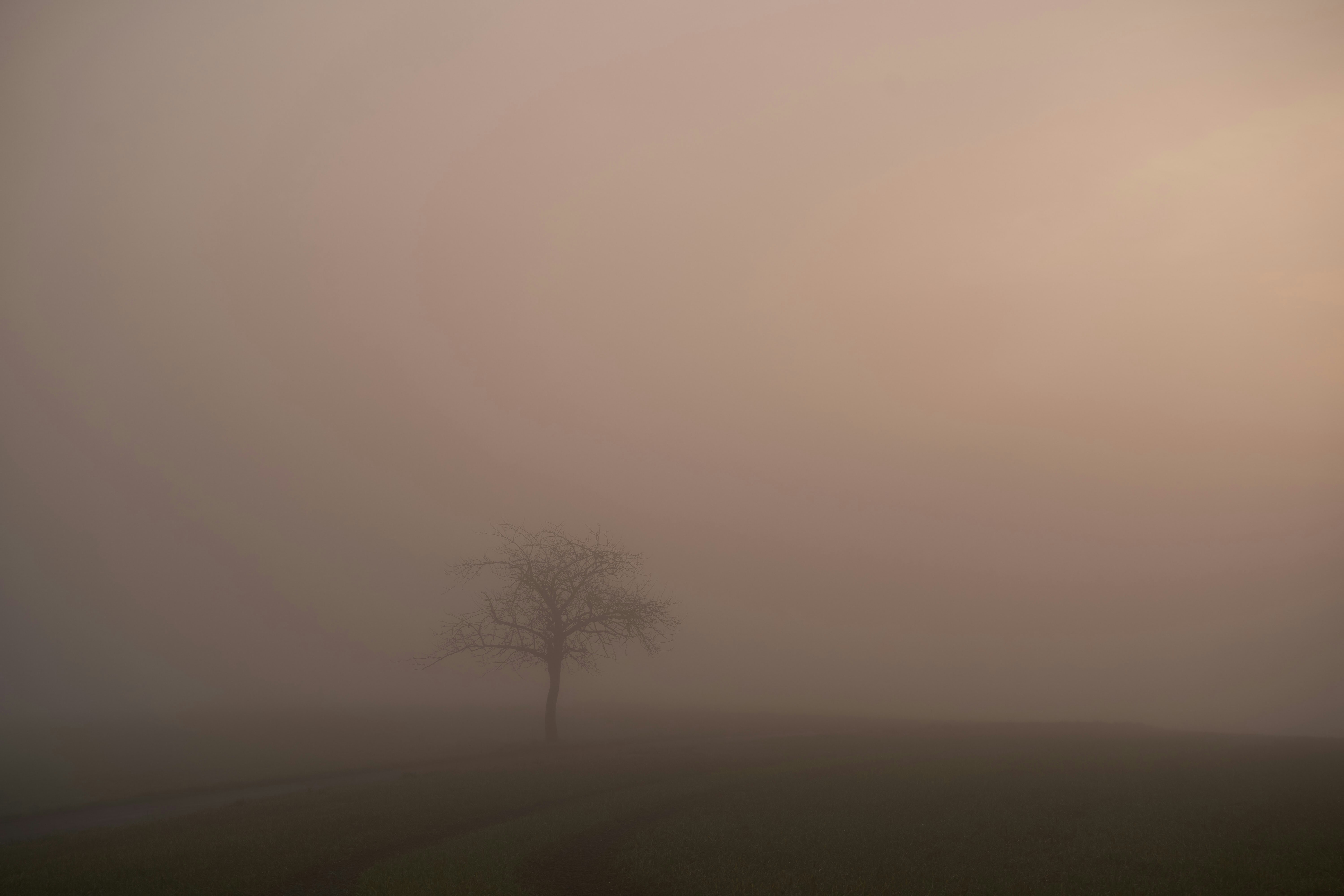 Photo by wolfgang_hasselmann