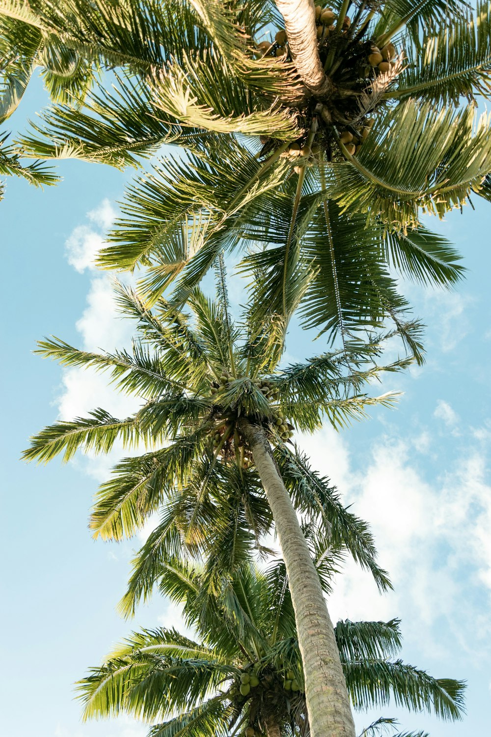 uma palmeira com céu azul
