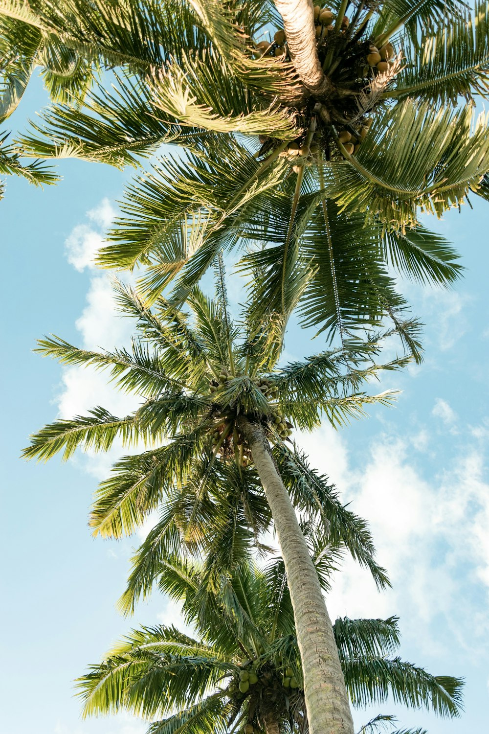 a palm tree with blue sky