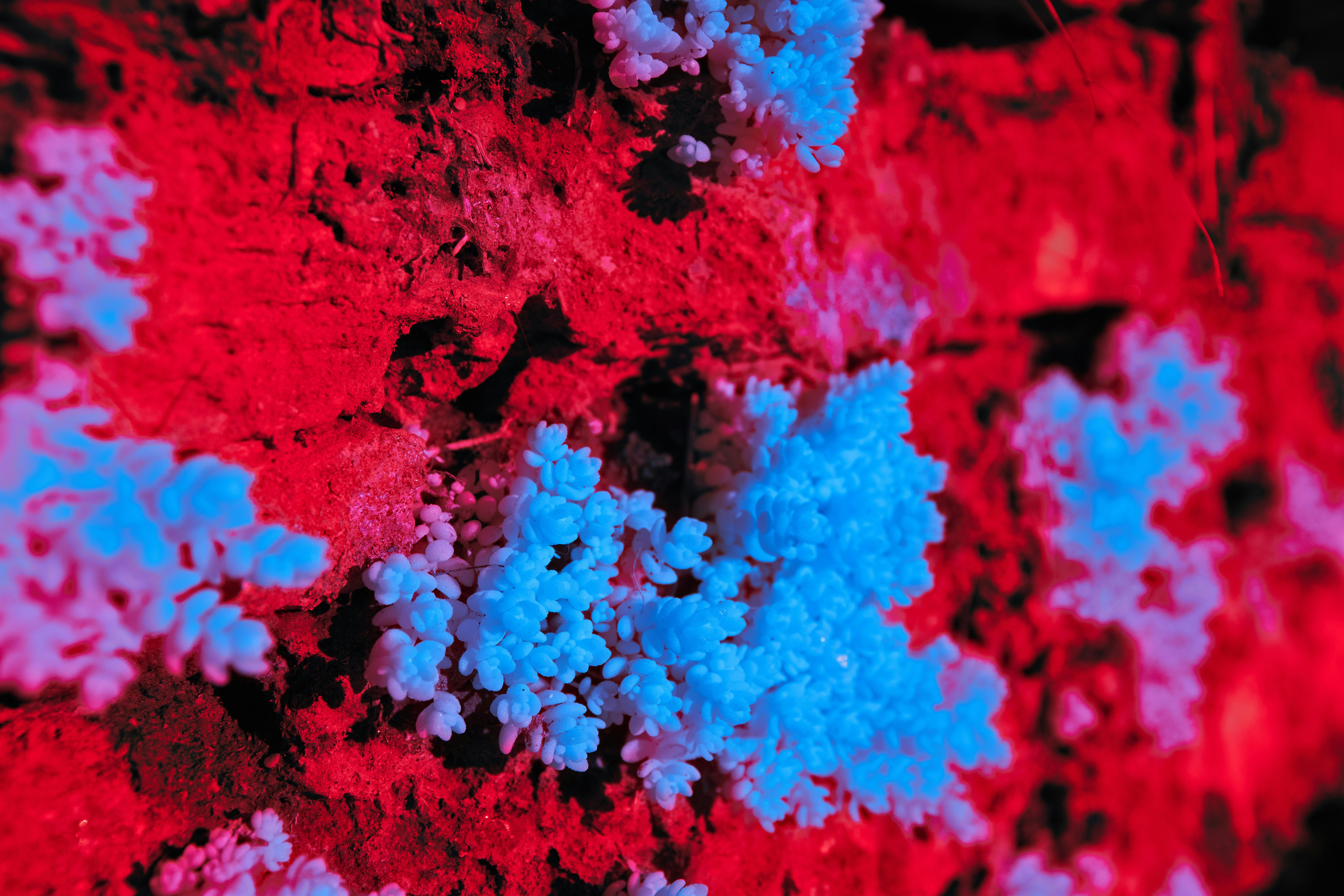 Photo by wolfgang_hasselmann