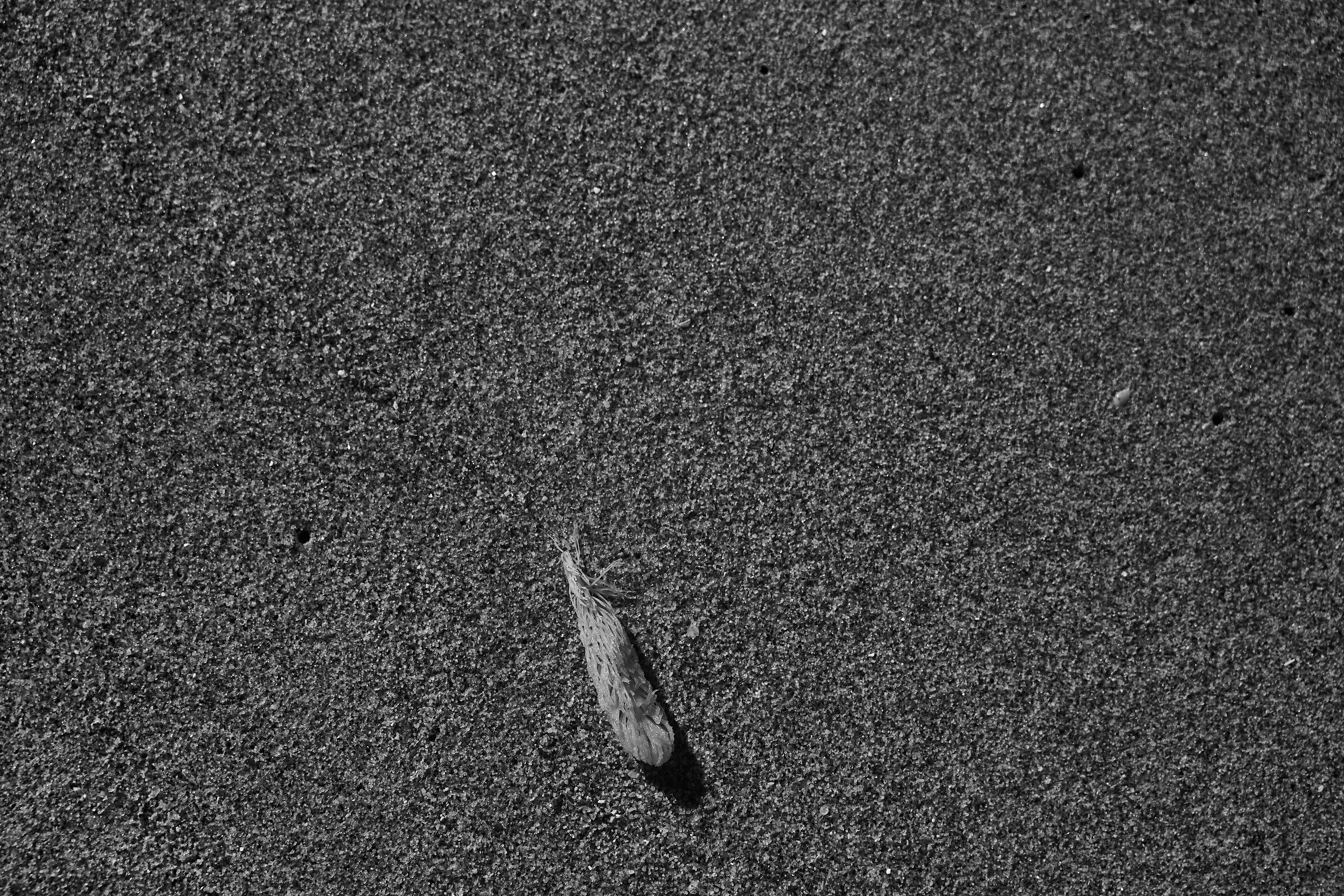 Photo by wolfgang_hasselmann