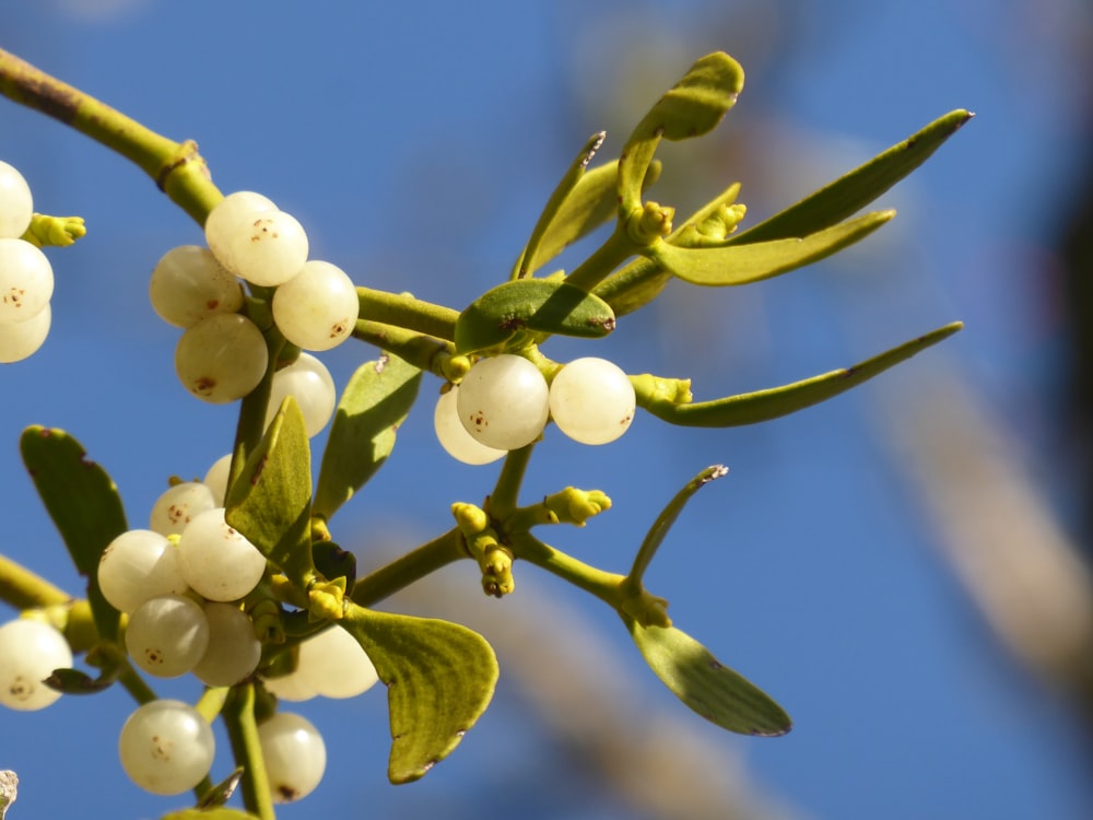 close-up of a tree branch