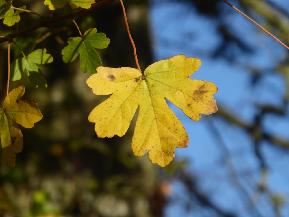 a yellow leaf on a tree