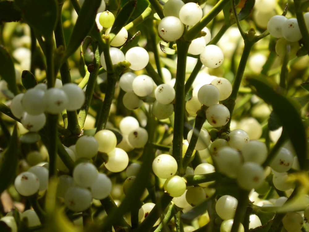 close-up of white flowers