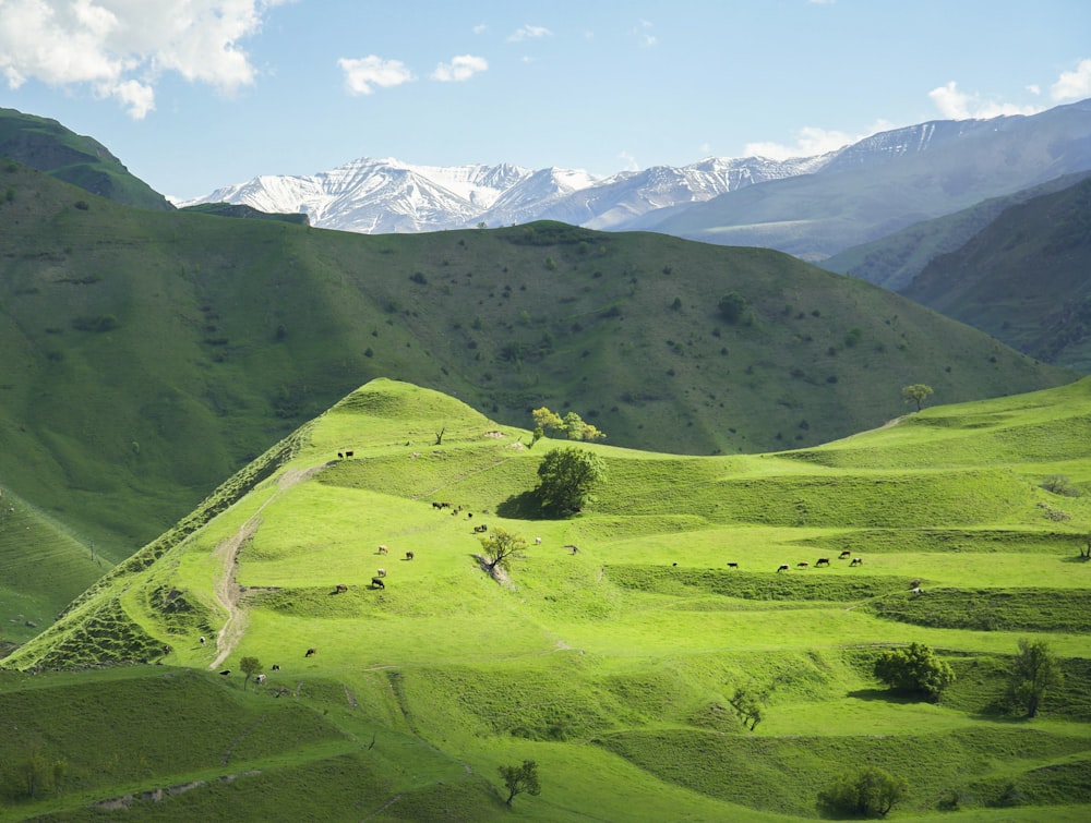 a valley with mountains in the background