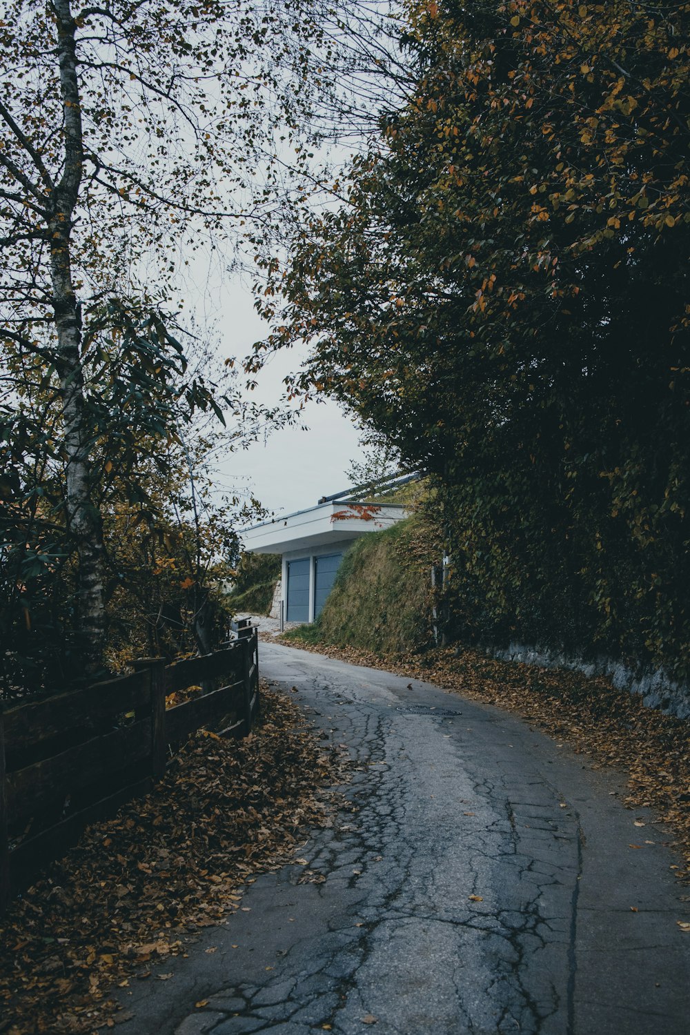 a path with trees on the side