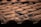 Rows of terracotta roof tiles are neatly aligned, with visible signs of weathering and aging. The tiles have a natural reddish-brown color with patches of dark discoloration, possibly due to moss or dirt.