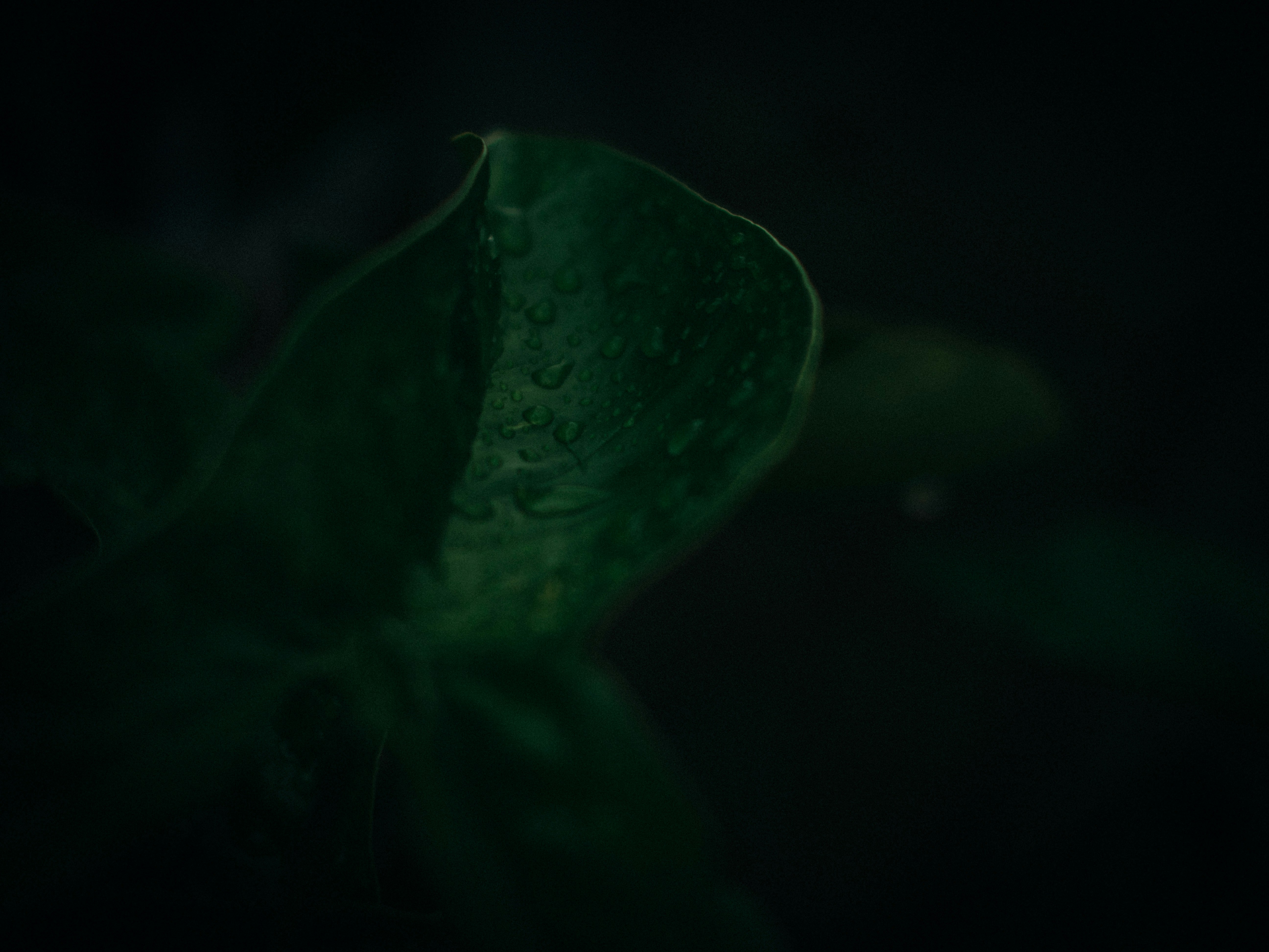 Photo by jacobmejicanos