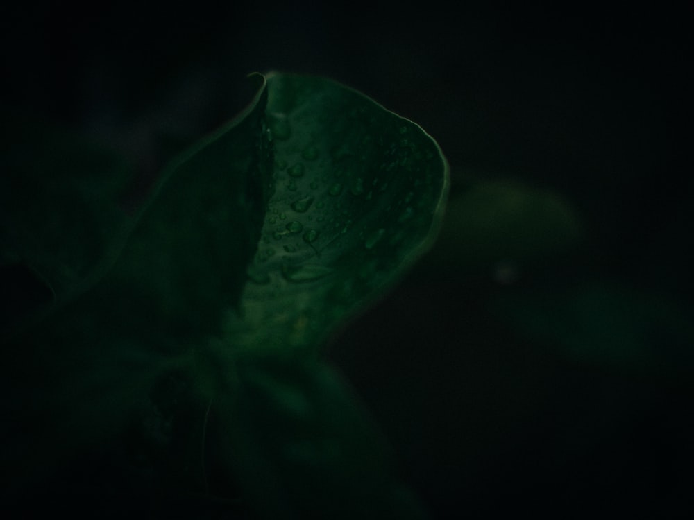 a green leaf on a black background