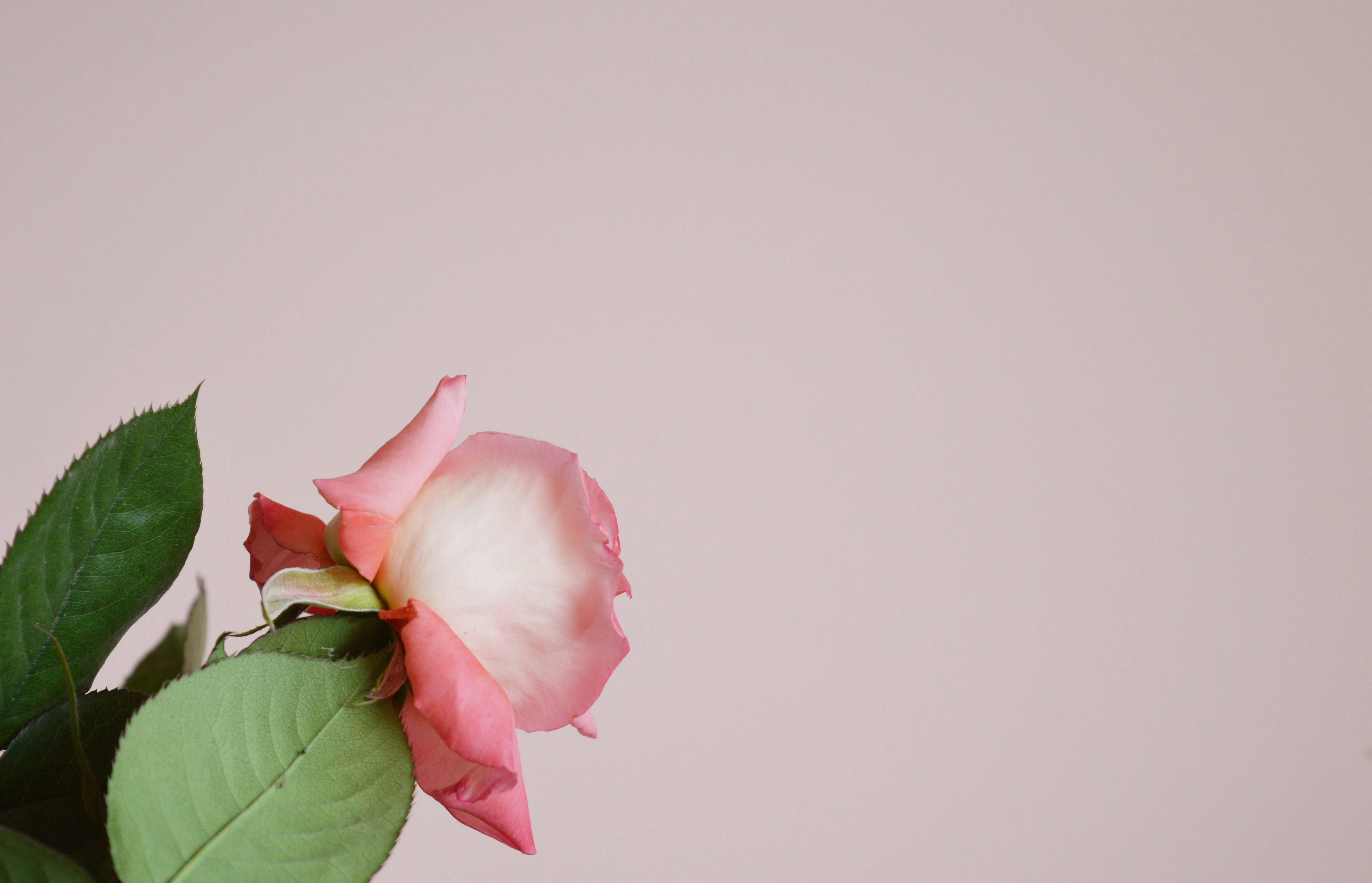 Photo by marianikolova