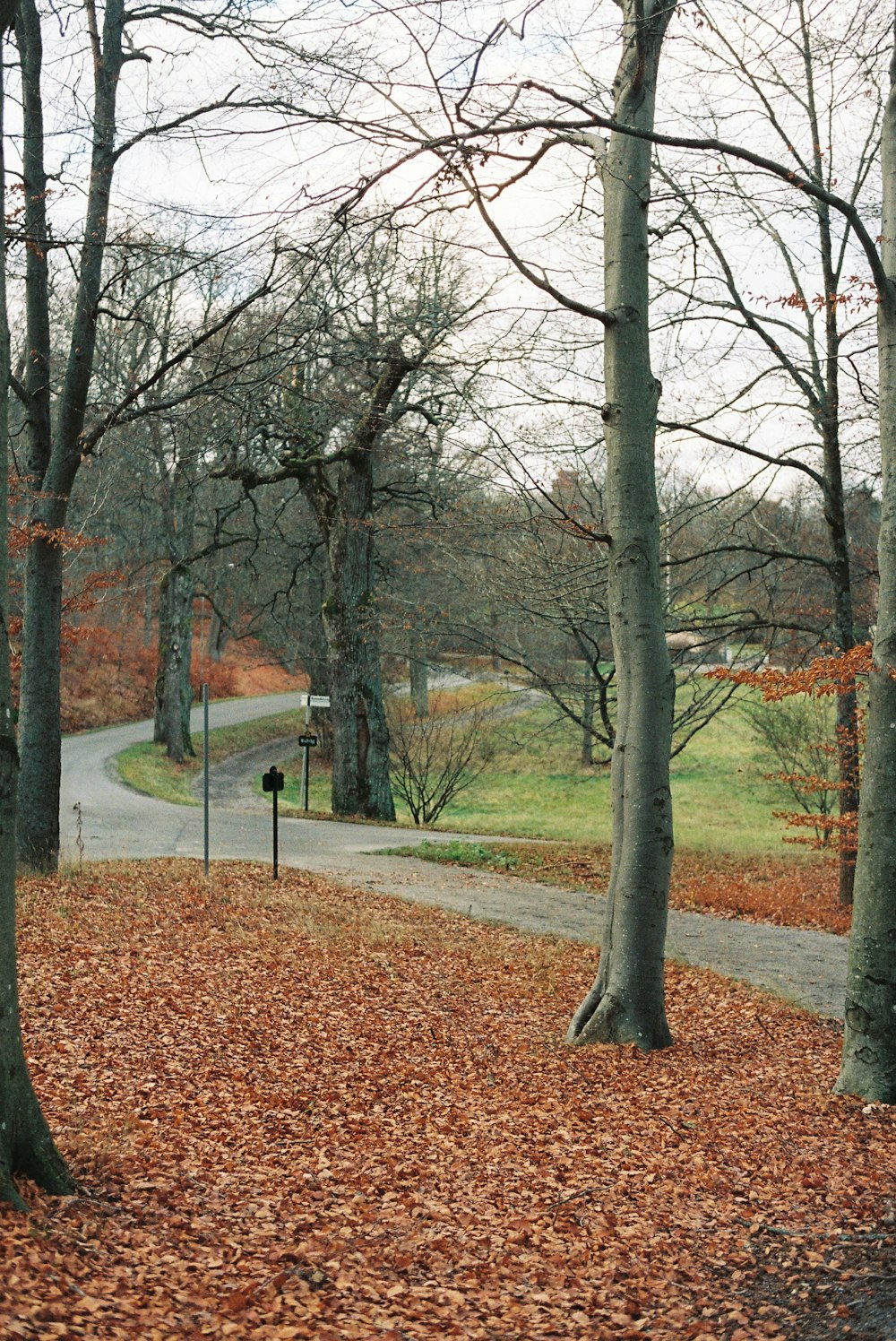 a road with trees on the side